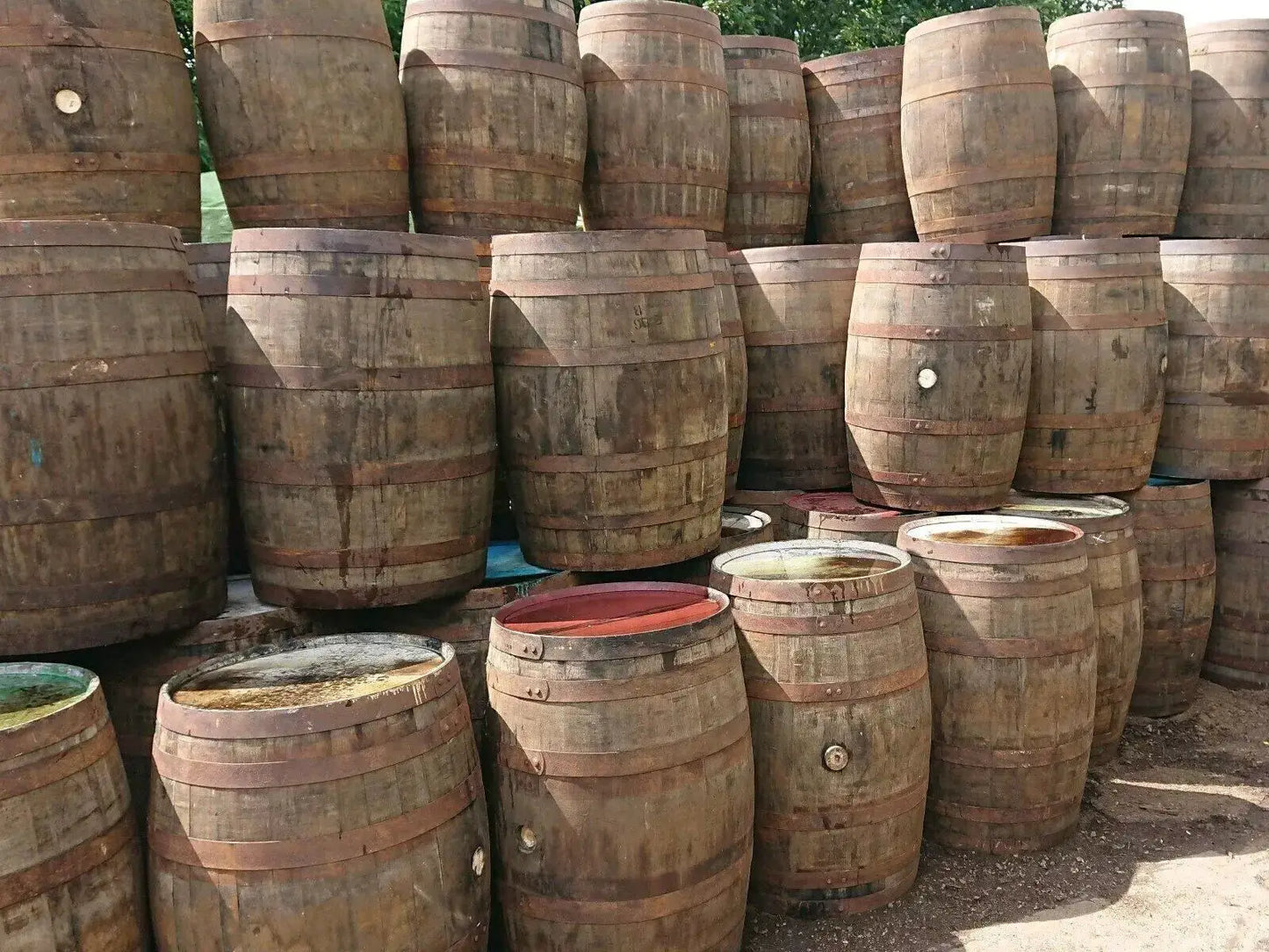 Recycled Solid Oak Barrel Whisky Outdoor/Indoor Garden 40 Gallon by Garden Crafty Barrel
