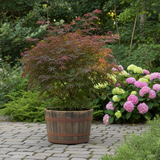 Half Whisky Barrel Planter Oak Wooden Tree Pot Olive Fruit Garden Rustic Style